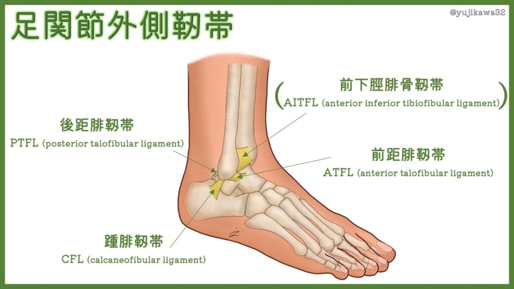 画像に alt 属性が指定されていません。ファイル名: %E8%B6%B3%E9%A6%96%E3%80%80%E4%BA%BA%E4%BD%93-1024x576.jpg